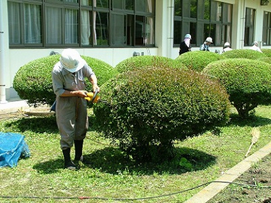 植木の手入れ